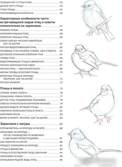 Книга издательства Попурри. Как рисовать птиц (Лоуз Д.)