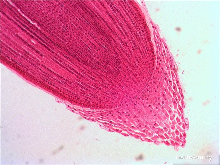Levenhuk N38 NG 29278