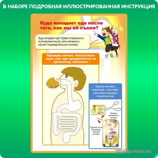 Набор для опытов Bondibon Японские опыты. Система пищеварения ВВ4727