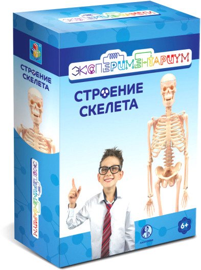 Набор для опытов 1toy Экспериментариум. Строение скелета Т17574