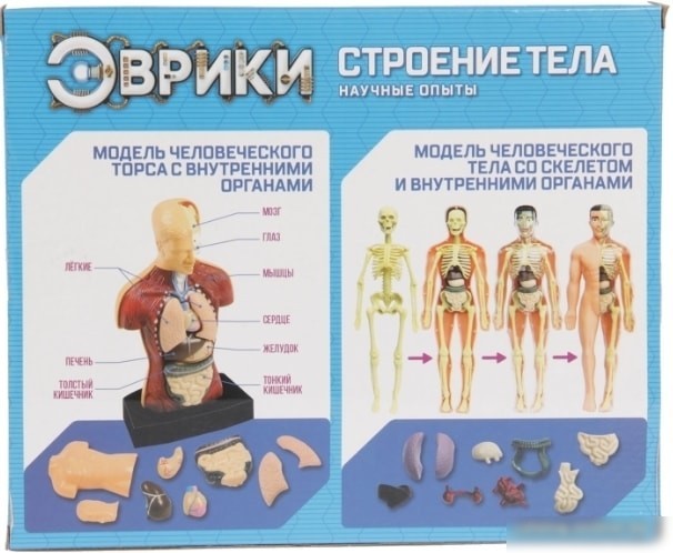 Эврики Строение тела 2772940