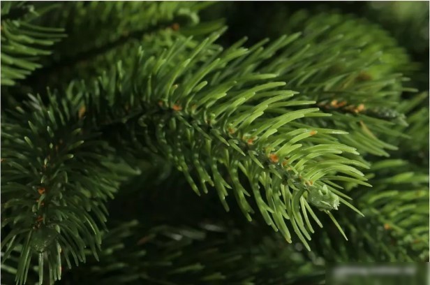 Ель National Tree Company Эверест ЭВ-210 (210 см)